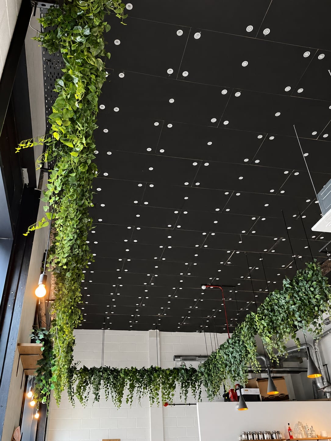 Planting suspended from the black ceiling